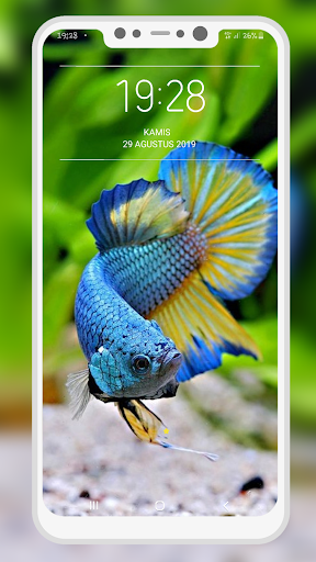 Betta Fish Wallpapers - Image screenshot of android app