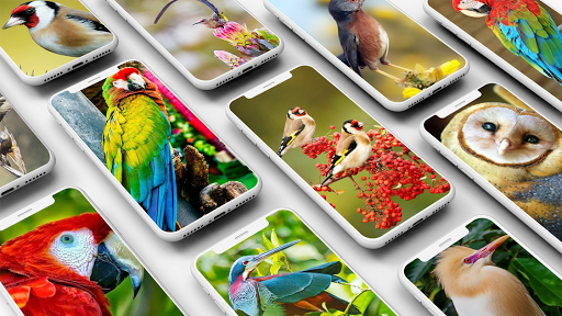 Bird Wallpaper - Image screenshot of android app