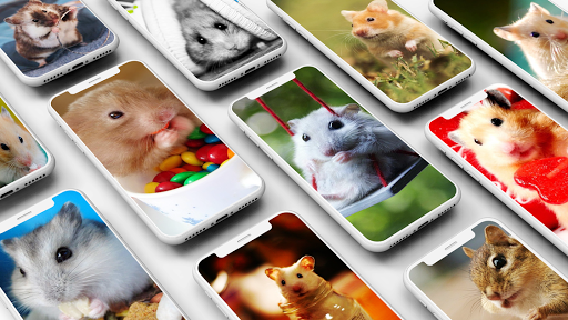 Hamster Wallpapers - Image screenshot of android app