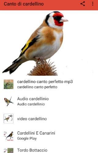 The singing goldfinch - عکس برنامه موبایلی اندروید