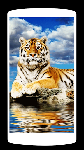 Animal live Wallpaper ۴K - عکس برنامه موبایلی اندروید