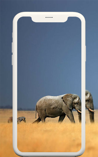 Animal wallpapers - عکس برنامه موبایلی اندروید