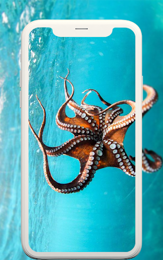 Animal wallpapers - عکس برنامه موبایلی اندروید