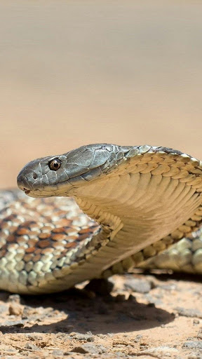 King Cobra Snake Photo | HD Wallpapers