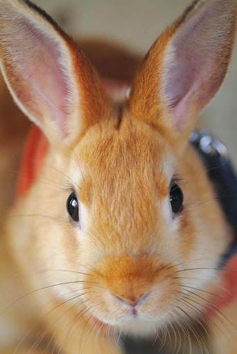 🐕 Rabbit Wallpapers – Cute Bunny Wallpaper - عکس برنامه موبایلی اندروید
