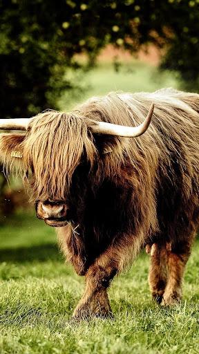 🦬 Buffalo Wallpapers – Bull Wallpaper - عکس برنامه موبایلی اندروید