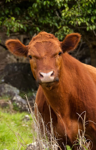 Cute Cow Wallpaper -- HD Wallpapers of Cute Cows!::Appstore for  Android