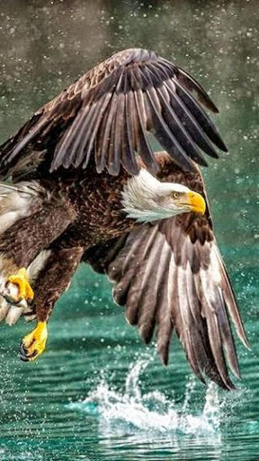 Top more than 63 wallpaper eagle latest - in.cdgdbentre