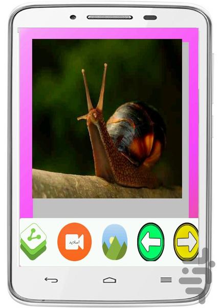 Snail Wallpapers - Image screenshot of android app