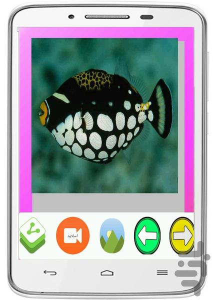 والFish Wallpapers - Image screenshot of android app