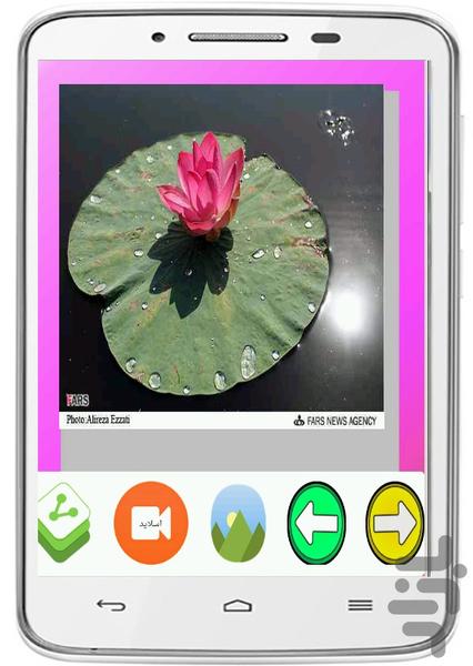 Lotus Wallpapers - Image screenshot of android app