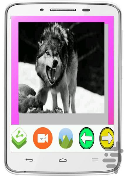 Wolf Wallpapers - Image screenshot of android app