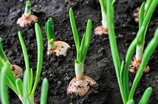 Cultivation Onion - عکس برنامه موبایلی اندروید