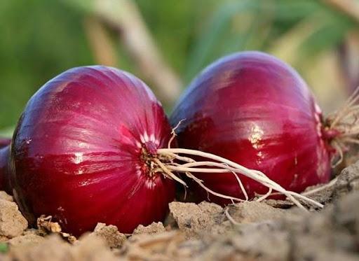 Cultivation Onion - Image screenshot of android app