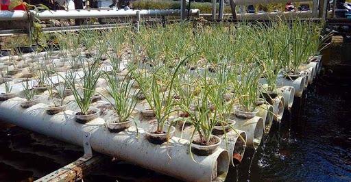 Cultivation Onion - عکس برنامه موبایلی اندروید
