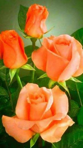 Flower Rose Animated Image Gif - عکس برنامه موبایلی اندروید