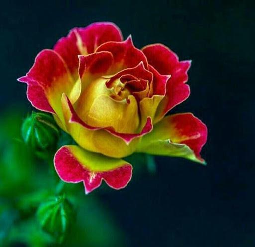 Flower Rose Animated Image Gif - عکس برنامه موبایلی اندروید