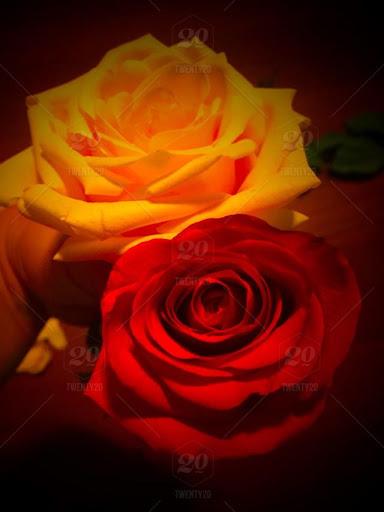 Flower Rose Animated Image Gif - عکس برنامه موبایلی اندروید