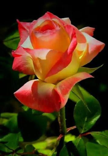 Flower Rose Animated Image Gif - عکس برنامه موبایلی اندروید