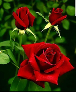 Flowers And Roses Animated Gif for Android - Download | Cafe Bazaar Flowers And Roses Animated Gif for Android - Download | Cafe Bazaar