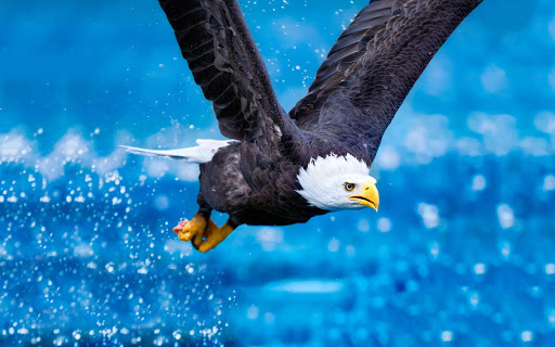 blue eagle hd wallpaper