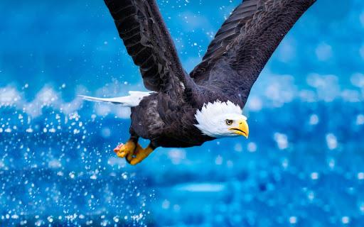 Eagle Wallpaper HD - عکس برنامه موبایلی اندروید