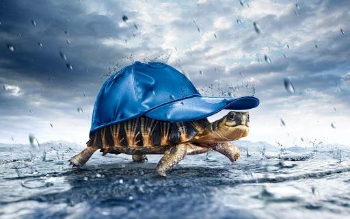 Turtle Wallpaper - عکس برنامه موبایلی اندروید