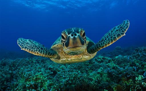 Turtle Wallpaper - عکس برنامه موبایلی اندروید