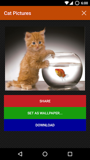Cat wallpapers and funny pics - Image screenshot of android app