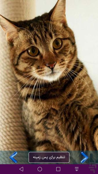 پس زمینه حیوانات ۱ - عکس برنامه موبایلی اندروید