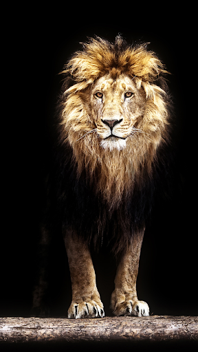 39,777 Lion Wallpaper Images, Stock Photos & Vectors | Shutterstock