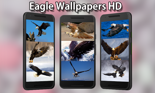 Eagle Wallpapers HD - Image screenshot of android app