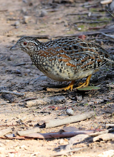 Barred buttonquail Sounds - Image screenshot of android app