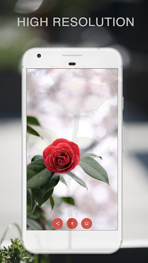 rose hd wallpapers 1080p - Image screenshot of android app