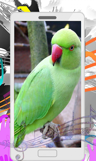 Parrot Sounds - عکس برنامه موبایلی اندروید