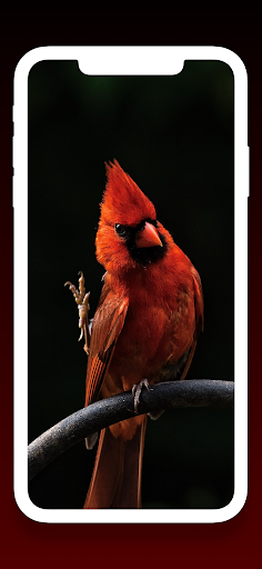 Birds Wallpapers HD - 4K - Image screenshot of android app