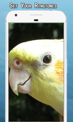 Cockatiel Sounds Ringtone - Image screenshot of android app