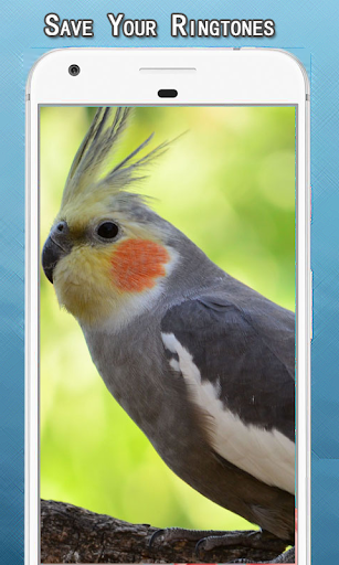 Cockatiel Sounds Ringtone - Image screenshot of android app