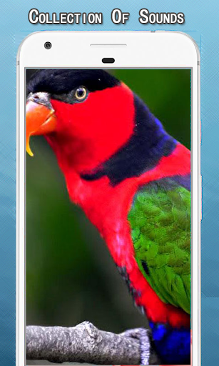 Parrot Sounds Ringtone - عکس برنامه موبایلی اندروید