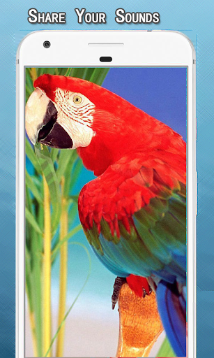 Parrot Sounds Ringtone - Image screenshot of android app