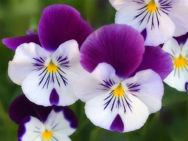 Pictures of Flowers App - Image screenshot of android app