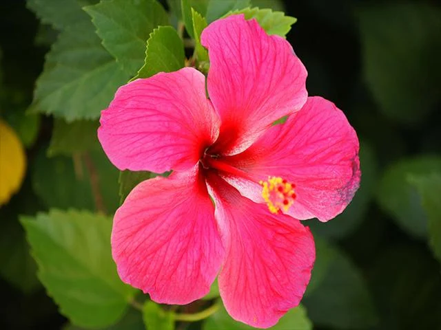 Pictures of Flowers App - Image screenshot of android app