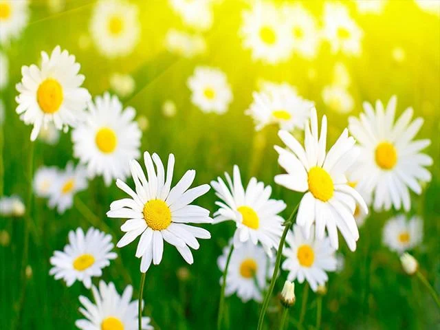 Pictures of Flowers App - Image screenshot of android app