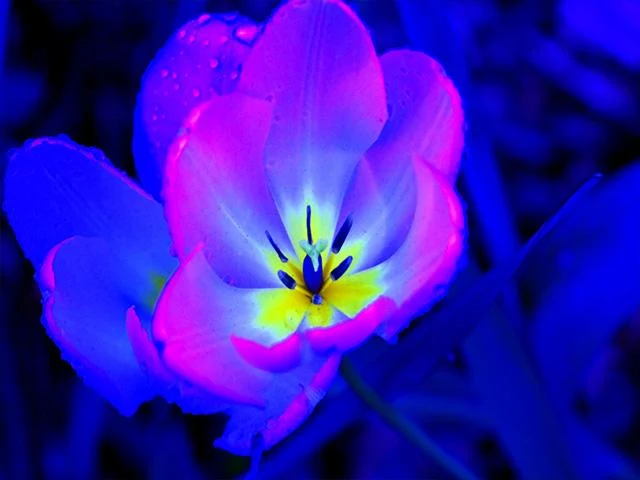 Pictures of Flowers App - Image screenshot of android app