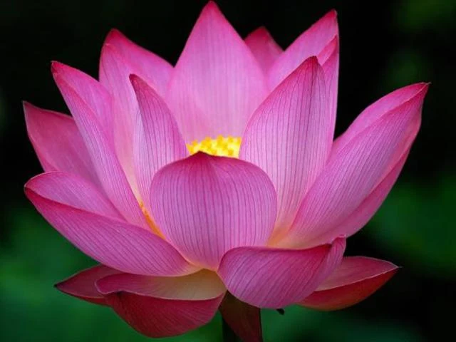 Pictures of Flowers App - Image screenshot of android app
