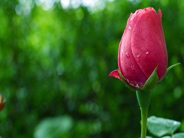 Pictures of Flowers App - Image screenshot of android app