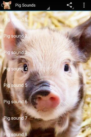 Pig Sounds - Image screenshot of android app