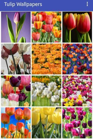Tulip Wallpapers - Image screenshot of android app