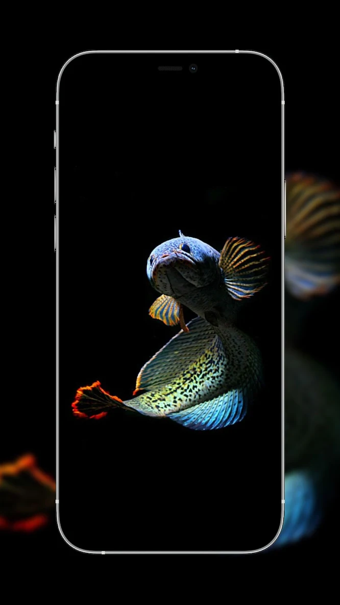 Wallpaper ID 408596  Artistic Underwater Phone Wallpaper Coral Fish  Colorful 1080x1920 free download