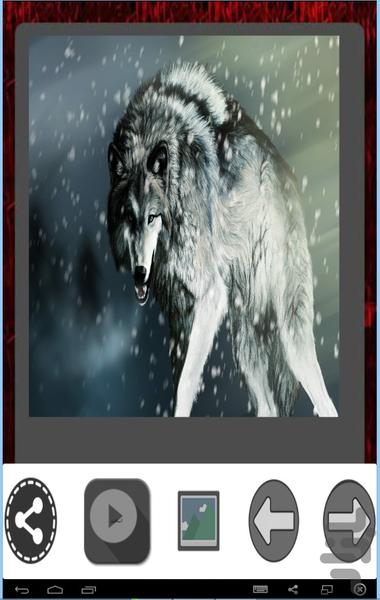 والپیپر های گرگ - عکس برنامه موبایلی اندروید